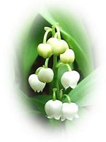 Muguet des bois. Fleurs. Cliquer pour agrandir l'image.