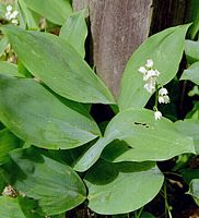 Muguet des bois. Feuilles. Cliquer pour agrandir l'image.