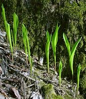 Muguet des bois. Jeunes plantes. Cliquer pour agrandir l'image.