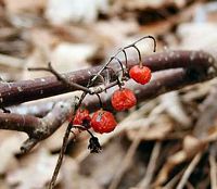 Muguet des bois. Fruits. Cliquer pour agrandir l'image.