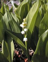 Muguet des bois. Fleurs. Cliquer pour agrandir l'image.
