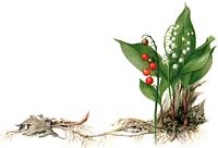 Muguet des bois. Dessin. Cliquer pour agrandir l'image.