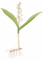 Muguet des bois. Cliquer pour agrandir l'image.