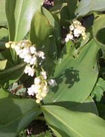 Muguet des bois. Cliquer pour agrandir l'image.