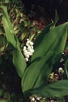 Muguet des bois. Cliquer pour agrandir l'image.