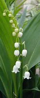 Muguet des bois. Cliquer pour agrandir l'image.