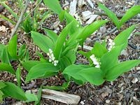 Muguet des bois. Cliquer pour agrandir l'image.