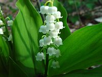 Muguet des bois. Cliquer pour agrandir l'image.