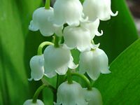 Muguet des bois. Cliquer pour agrandir l'image.