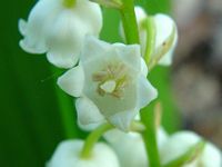 Muguet des bois. Cliquer pour agrandir l'image.