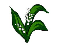 Muguet des bois. Dessin. Cliquer pour agrandir l'image.