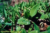 Muguet des bois. Cliquer pour agrandir l'image.