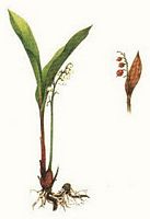 Muguet des bois. Dessin. Cliquer pour agrandir l'image.