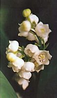 Muguet des bois. Cliquer pour agrandir l'image. Muguet des bois. Cliquer pour agrandir l'image.