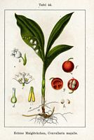 Muguet des bois. Cliquer pour agrandir l'image.