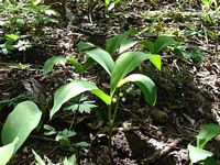Muguet des bois. Cliquer pour agrandir l'image.