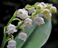 Muguet des bois. Inflorescence. Cliquer pour agrandir l'image.