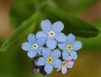 Myosotis des bois. Fleur, Ceyssat. Cliquer pour agrandir l'image.