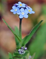 Myosotis des bois. Fleur, Ceyssat. Cliquer pour agrandir l'image.