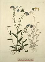 Myosotis des bois. Planche d'identification Flora danica. Cliquer pour agrandir l'image.
