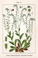Myosotis des bois. Planche d'identification Sturm. Cliquer pour agrandir l'image.