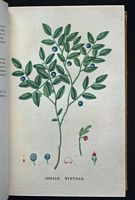 Myrtille noire. Planche d'identification Saint-hilaire. Cliquer pour agrandir l'image.