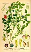 Myrtille noire. Planche d'identification. Cliquer pour agrandir l'image.