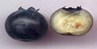 Myrtille noire. Fruit coupe. Cliquer pour agrandir l'image.