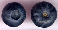 Myrtille noire. Baie. Cliquer pour agrandir l'image.