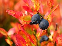Myrtille noire. Fruits. Cliquer pour agrandir l'image.