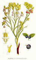 Myrtille noire. Planche d'identification Linnemand. Cliquer pour agrandir l'image.