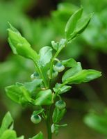Myrtille noire. Fleurs, Ceyssat. Cliquer pour agrandir l'image.
