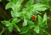 Myrtille noire. Butine, Ceyssat. Cliquer pour agrandir l'image.