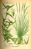Nard raide. Planche d'identification. Cliquer pour agrandir l'image.