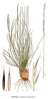 Nard raide. Dessin d'identification. Cliquer pour agrandir l'image.