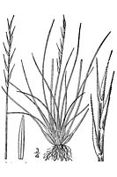 Nard raide. Cliquer pour agrandir l'image.