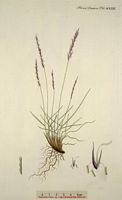 Nard raide. Dessin d'identification. Cliquer pour agrandir l'image.