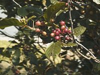 Nerprun bourdaine. Fruits. Cliquer pour agrandir l'image.
