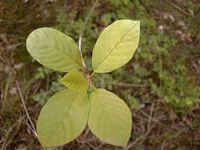 Nerprun bourdaine. Feuilles. Cliquer pour agrandir l'image.