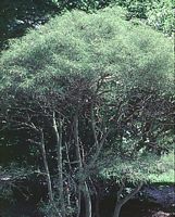 Nerprun bourdaine. Plante. Cliquer pour agrandir l'image.