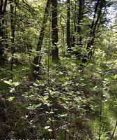 Nerprun bourdaine. Jeune plant. Cliquer pour agrandir l'image.