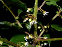 Nerprun bourdaine. Fleurs. Cliquer pour agrandir l'image.