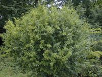 Nerprun purgatif. Arbuste. Cliquer pour agrandir l'image.