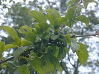 Nerprun purgatif. Branche avec des fruits verts. Cliquer pour agrandir l'image.