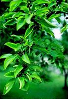 Nerprun purgatif. Feuilles et fruits. Cliquer pour agrandir l'image.
