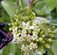 Nerprun purgatif. Inflorescence. Cliquer pour agrandir l'image.