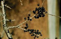 Nerprun purgatif. Fruits. Cliquer pour agrandir l'image.