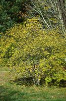 Nerprun purgatif. Plante. Cliquer pour agrandir l'image.