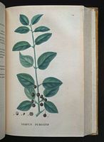 Nerprun purgatif. Planche d'identification Saint-hilaire. Cliquer pour agrandir l'image.