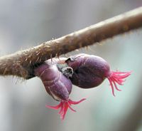 Noisetier commun. Fleur femelle. Cliquer pour agrandir l'image.